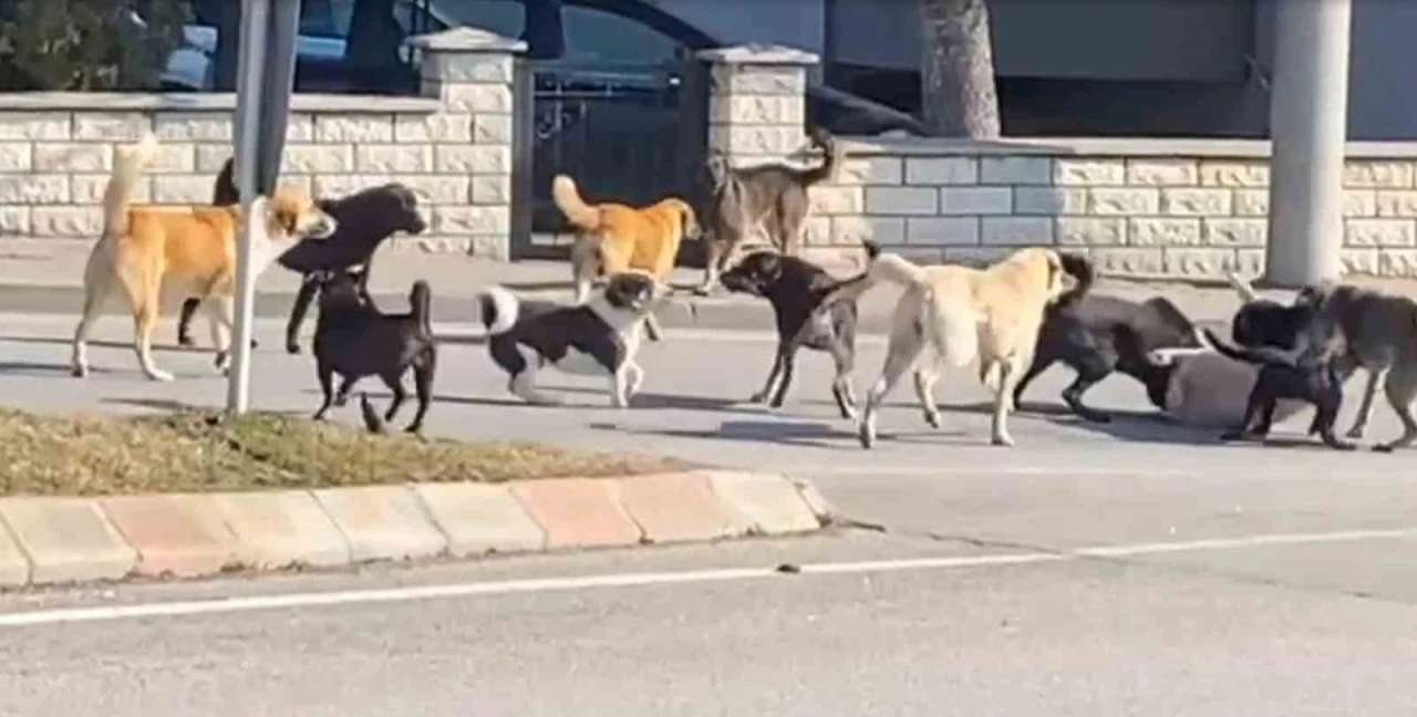 Sürü halindeki 15 köpeğin kavgası korkuttu
