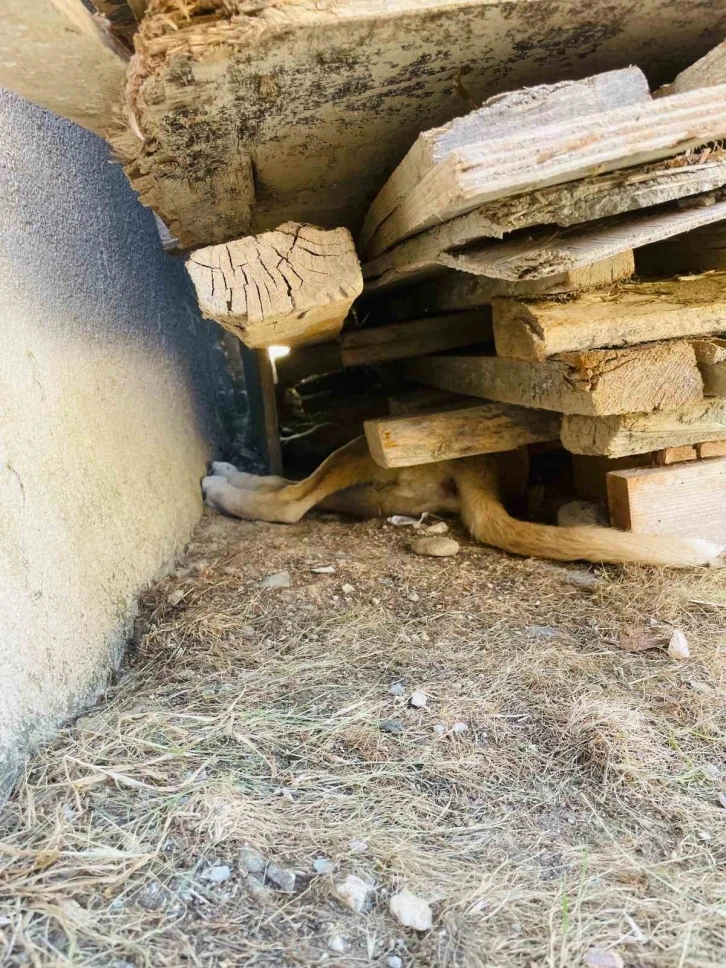 Tahtaların altına sıkışan yavru köpeği itfaiye ekipleri kurtardı
