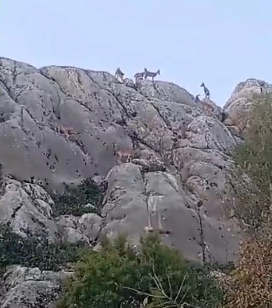 Tarihi mahalle Harput’ta dağ keçileri sürü halinde görüntülendi
