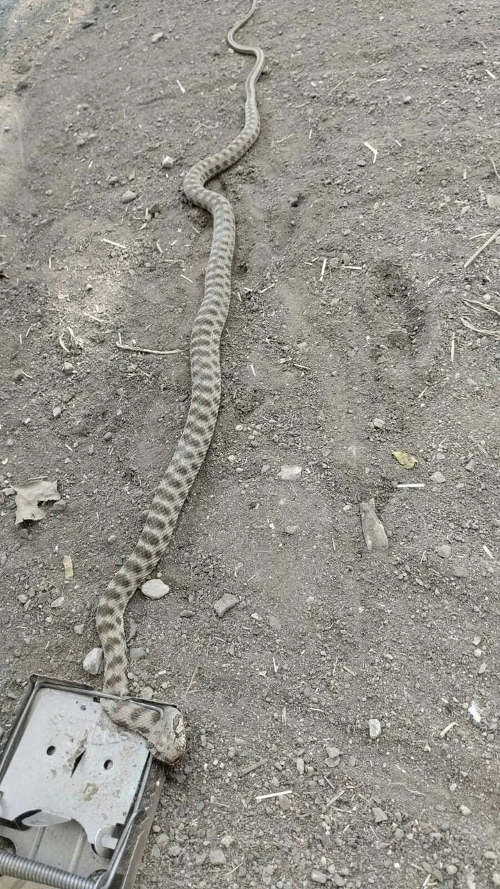 Tarla fareleri için kurulan tuzağa 2 metrelik yılan takıldı
