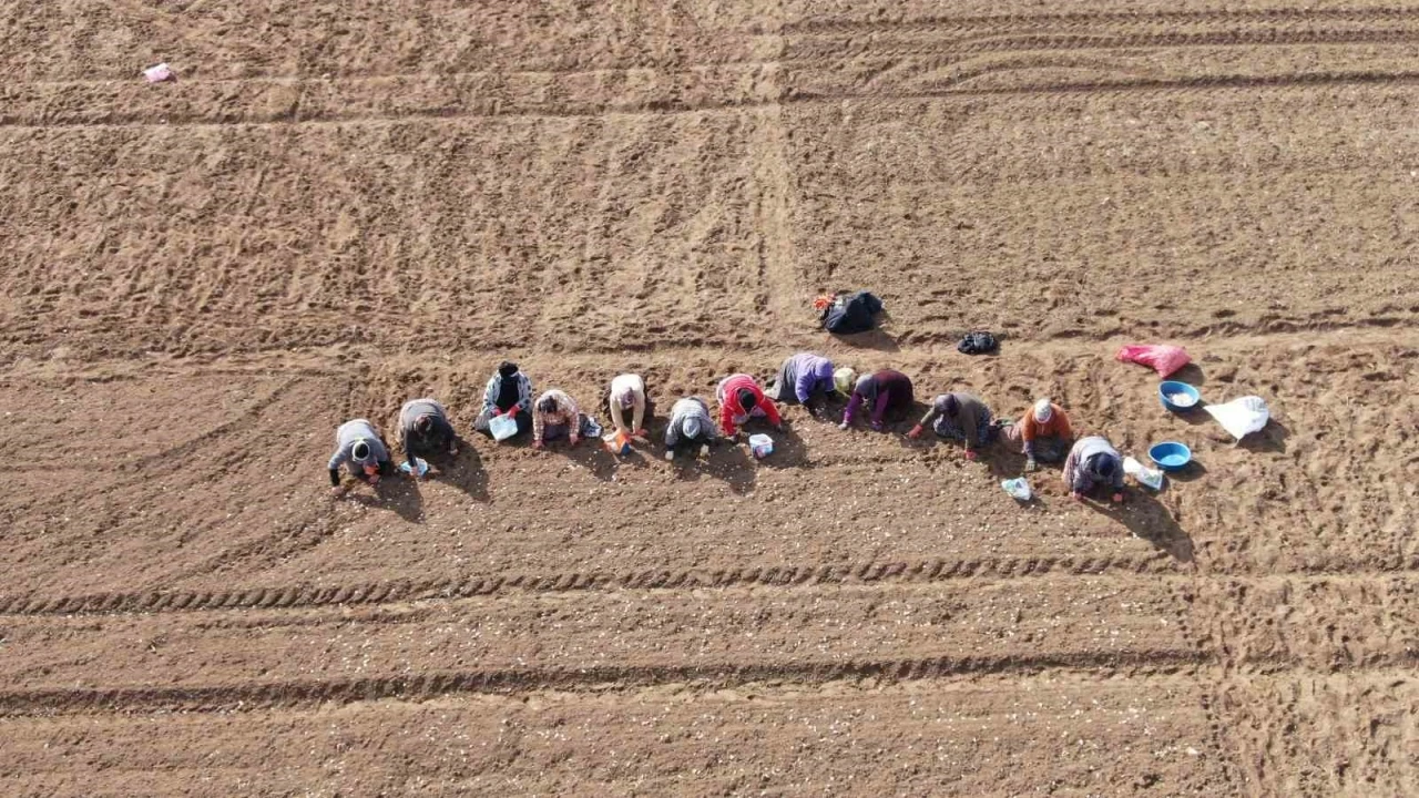 Taşköprü sarımsağı ekiminde kar molası sona erdi
