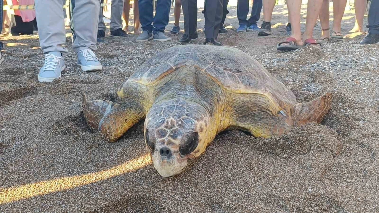 Sağlığına Kavuşan İki Caretta Caretta Denize Bırakıldı