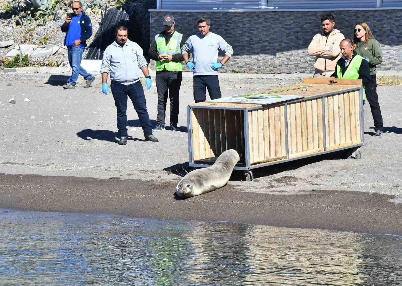 Tedavisi tamamlanan Akdeniz foku mavi sularla buluştu
