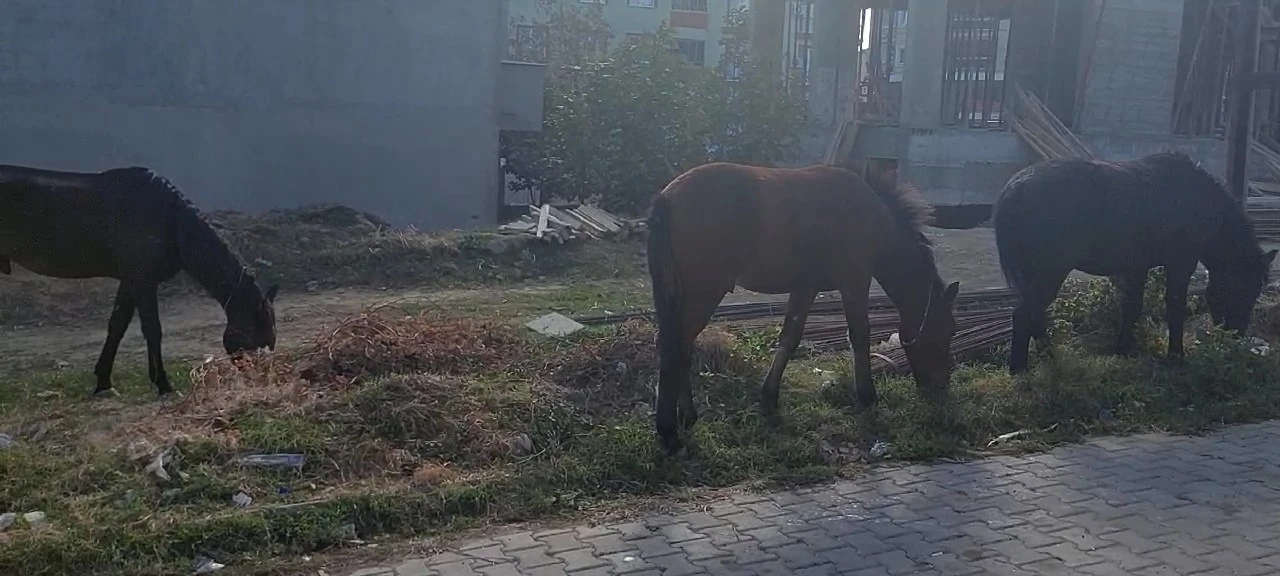 Tekirdağ sokaklarında bu kez başıboş atlar gezintide
