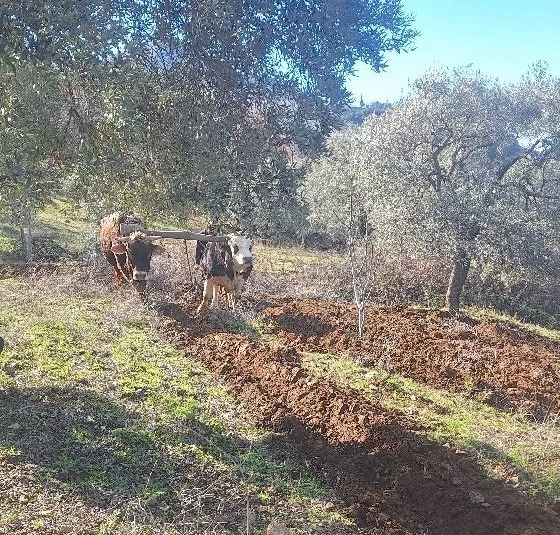 Teknolojinin işlemediği Aydın dağlarında çiftçilerin zorlu mesaisi erken başladı
