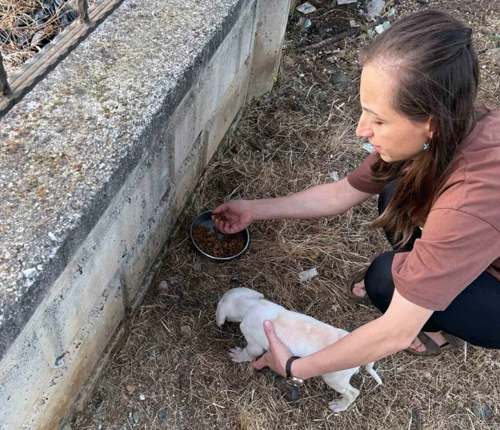 TEL KAFESE KAFASI SIKIŞAN YAVRU KÖPEK KURTARILDI