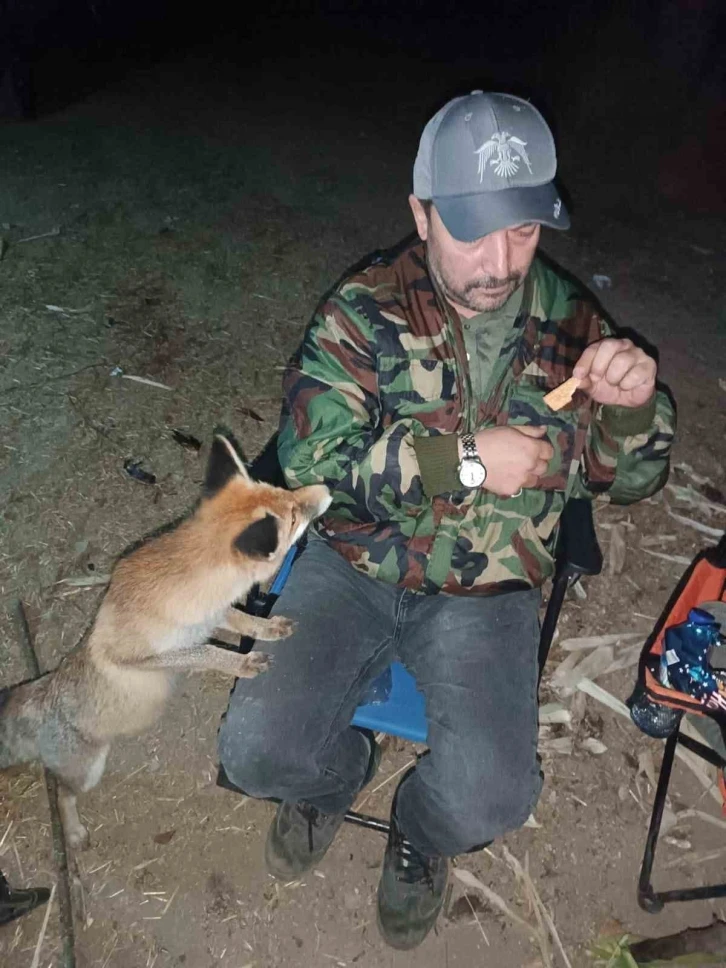 Tilkiyi bisküvi ile besledi
