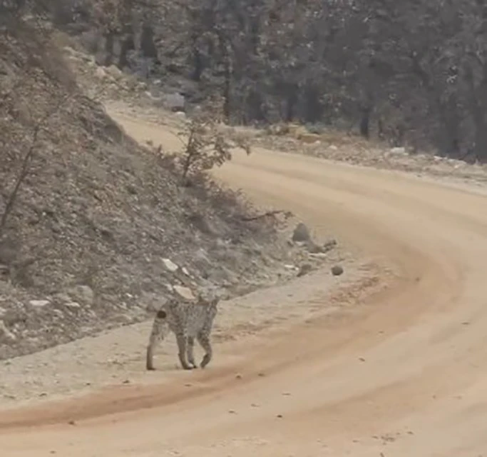 Tunceli’de kırmızı listedeki vaşak görüntülendi
