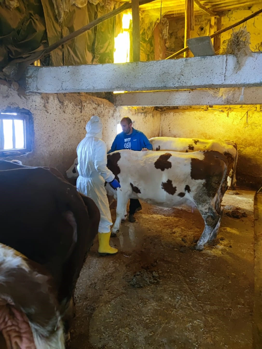 Tunceli’de şap hastalığı ile mücadele çalışmaları sürüyor
