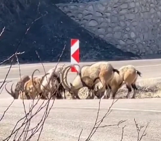 Dağ Keçileri Tuz İhtiyacı İçin Karayoluna İndi