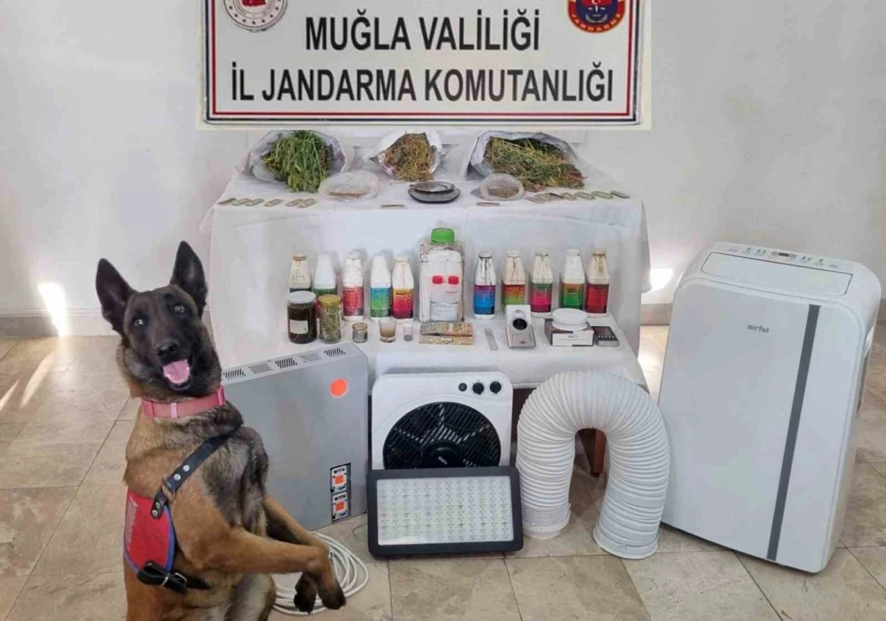 Ula’da uyuşturucu operasyonu
