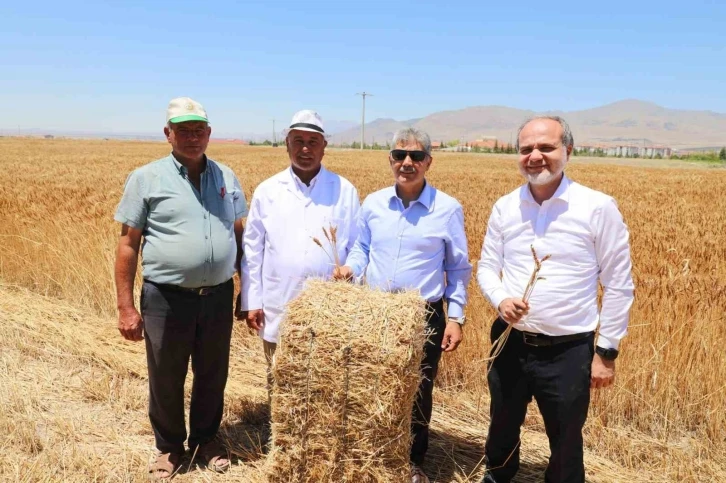 Üniversitenin tarım arazilerinde buğday hasadı başladı
