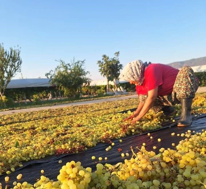 Üzümcünün gözü kulağı meteorolojide
