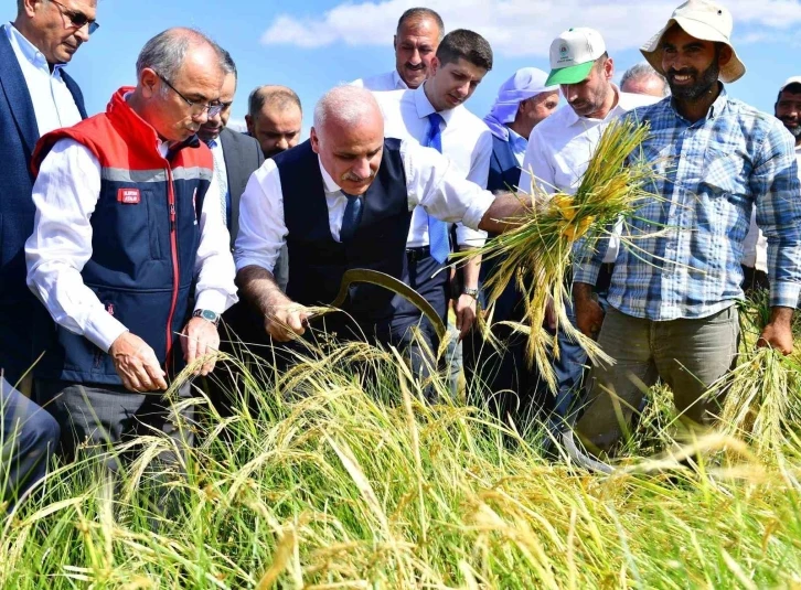 Vali Zorluoğlu, çitçi gibi biçerdöver kullandı, orakla pirinç hasadı yaptı
