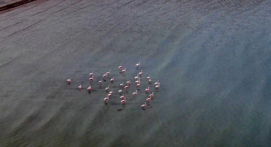 Van Gölü havzasını seven flamingolar kışın da gitmedi
