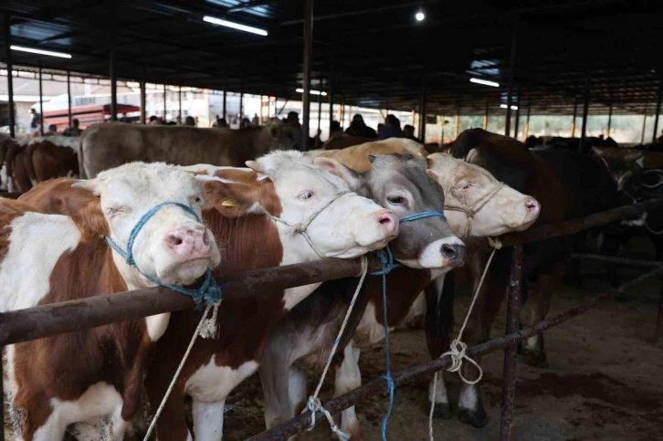 Vatandaşlar kurbanlıklar ile ilgili bilgilere ’Tarım Cebimde’ uygulamasından ulaşabilecek
