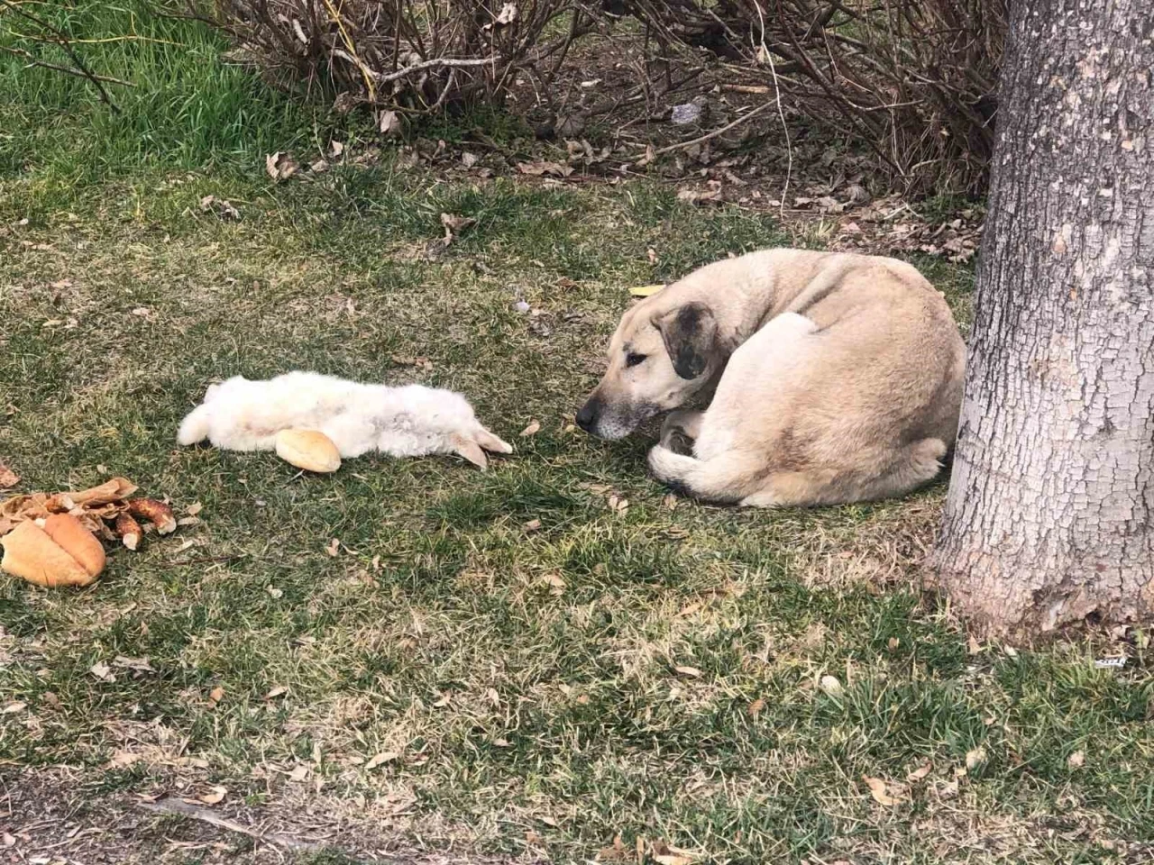 Vefalı köpek ölen dostunu yalnız bırakmadı
