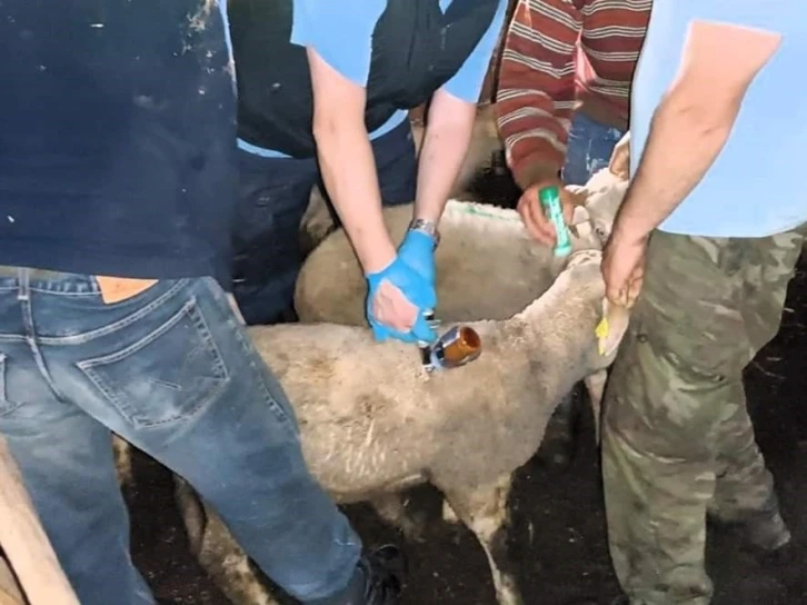 Vize’de küçük ve büyükbaş hayvanların aşı ve küpeleme işlemi tamamlandı
