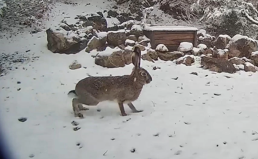 Yaban tavşanı fotokapanla görüntülendi
