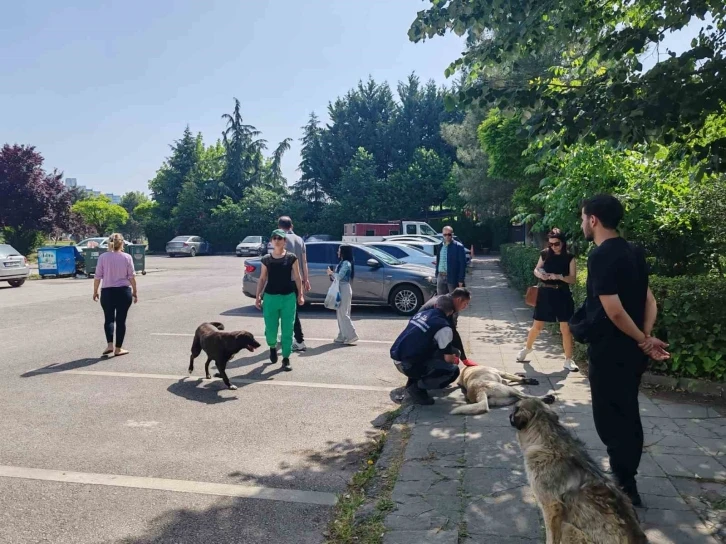 Yahya Kaptan’daki saldırgan köpeklere müdahale
