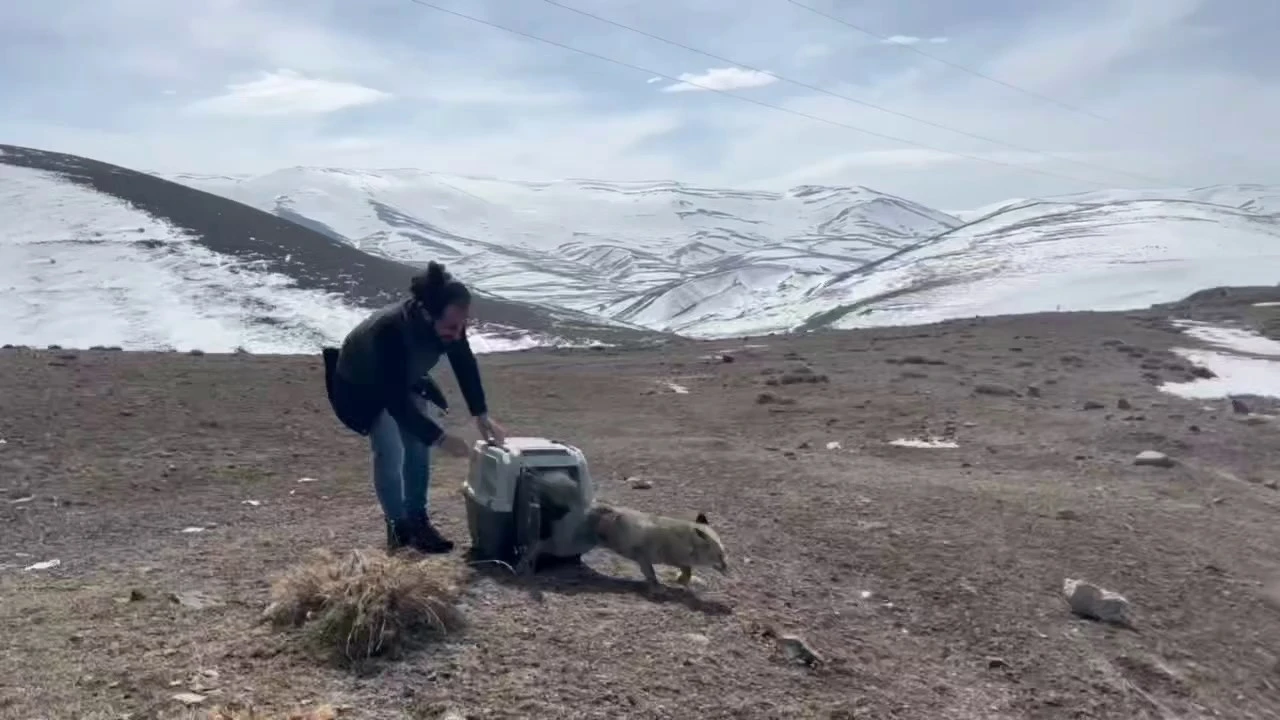 Yaralı tilki tedavisinin ardından doğaya bırakıldı
