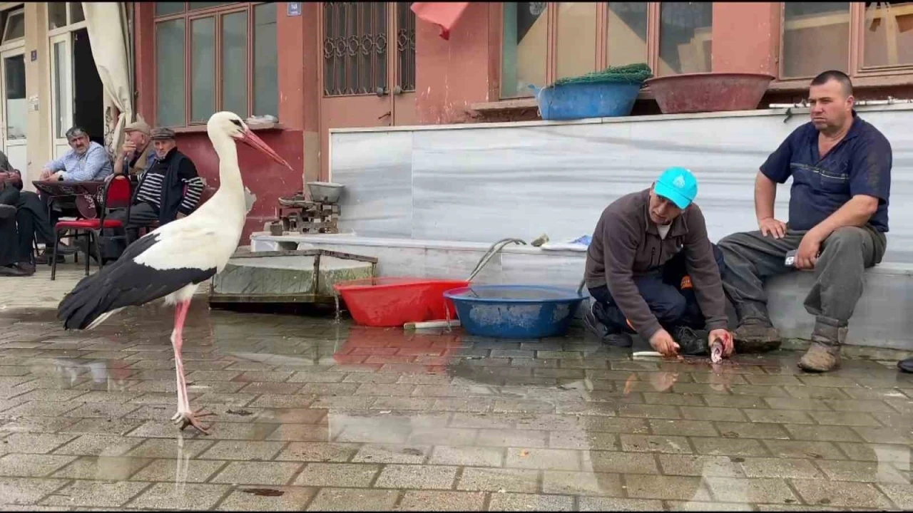 Yaren, diğer leylekleri de alıştırdı
