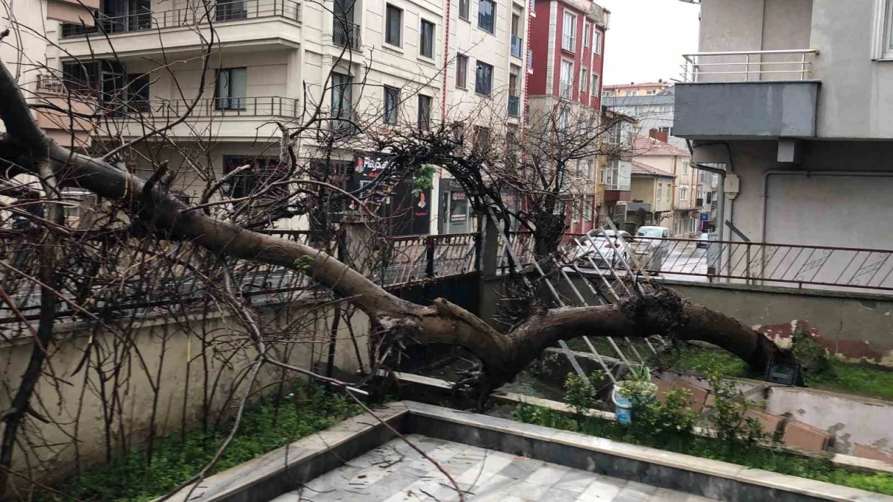 Yarım asırlık ağaç, yoldan geçen aracın üzerine devrildi
