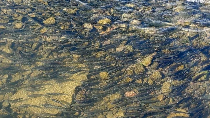 Yavru inci kefallerinin Van Gölü’ne dönüş göçü başladı
