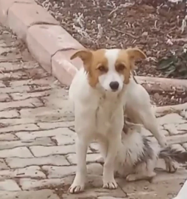 Yavru kediyi ‘Çiko’ isimli depremzede köpek emziriyor
