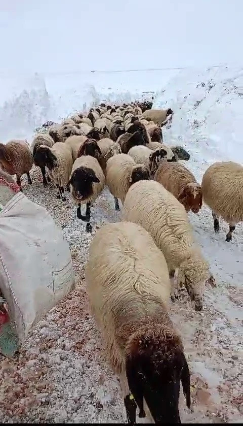 Yaylada mahsur kalan 600 koyun kurtarıldı
