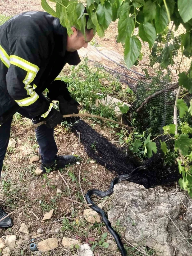 Yayladağ’da itfaiye ekipleri ağlarda mahsur kalan yılanı kurtardı
