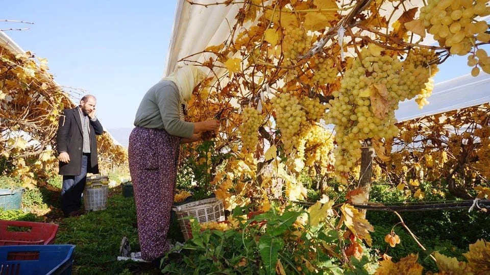 Yeni yılın ilk sofralarını Manisa’nın üzümü tatlandıracak
