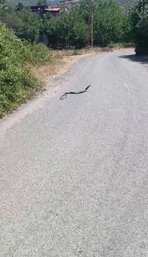 Yılanların dansı kamerada
