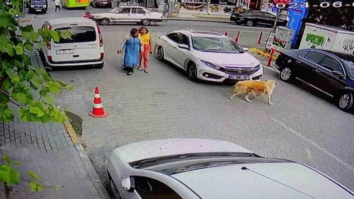 Yolun karşısına geçen köpeğe çarptı, arkasına bile bakmadı
