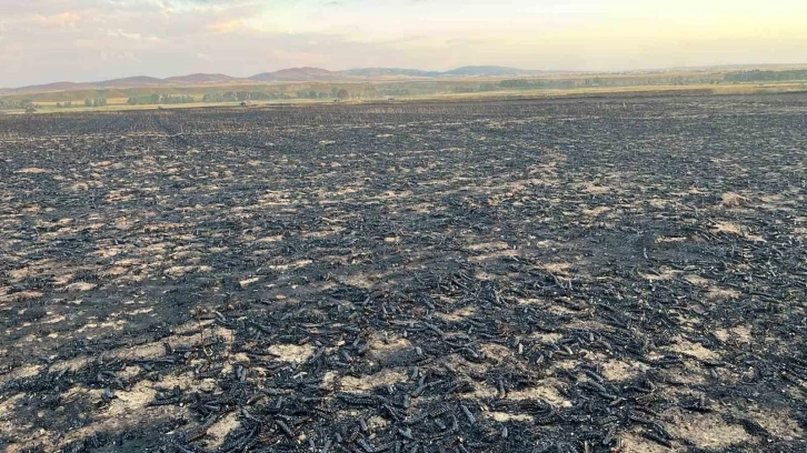 Yozgat’ta bin dönüm buğday ekili alanda yangın çıktı
