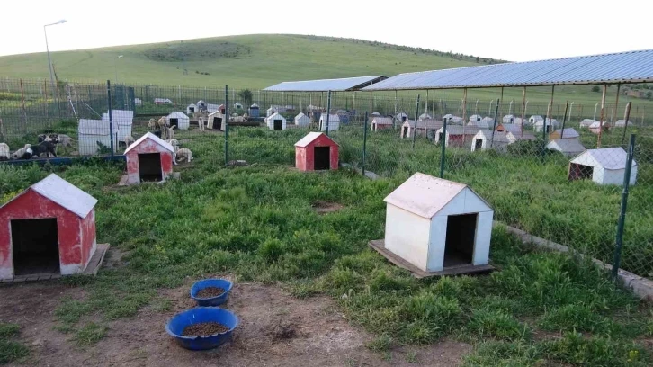 Yozgat’ta sokak hayvanları için "Evcil Köy" kuruluyor
