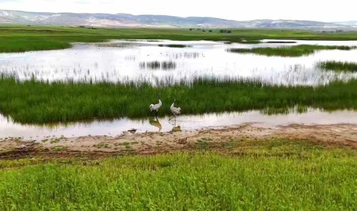 Yozgat’ta turnaların görsel şöleni havadan görüntülendi
