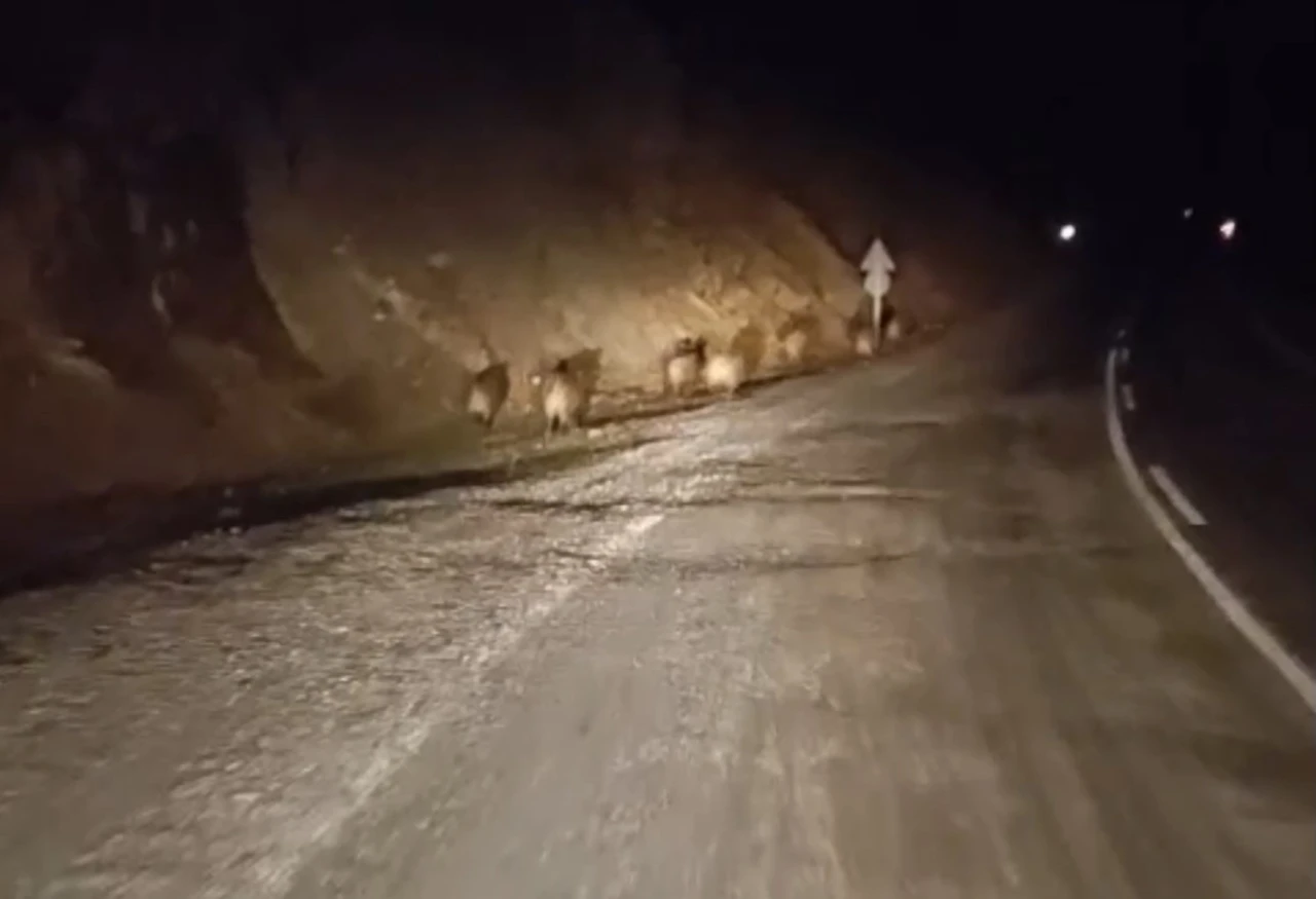 Yüksekova’da domuz sürüsü kamerada
