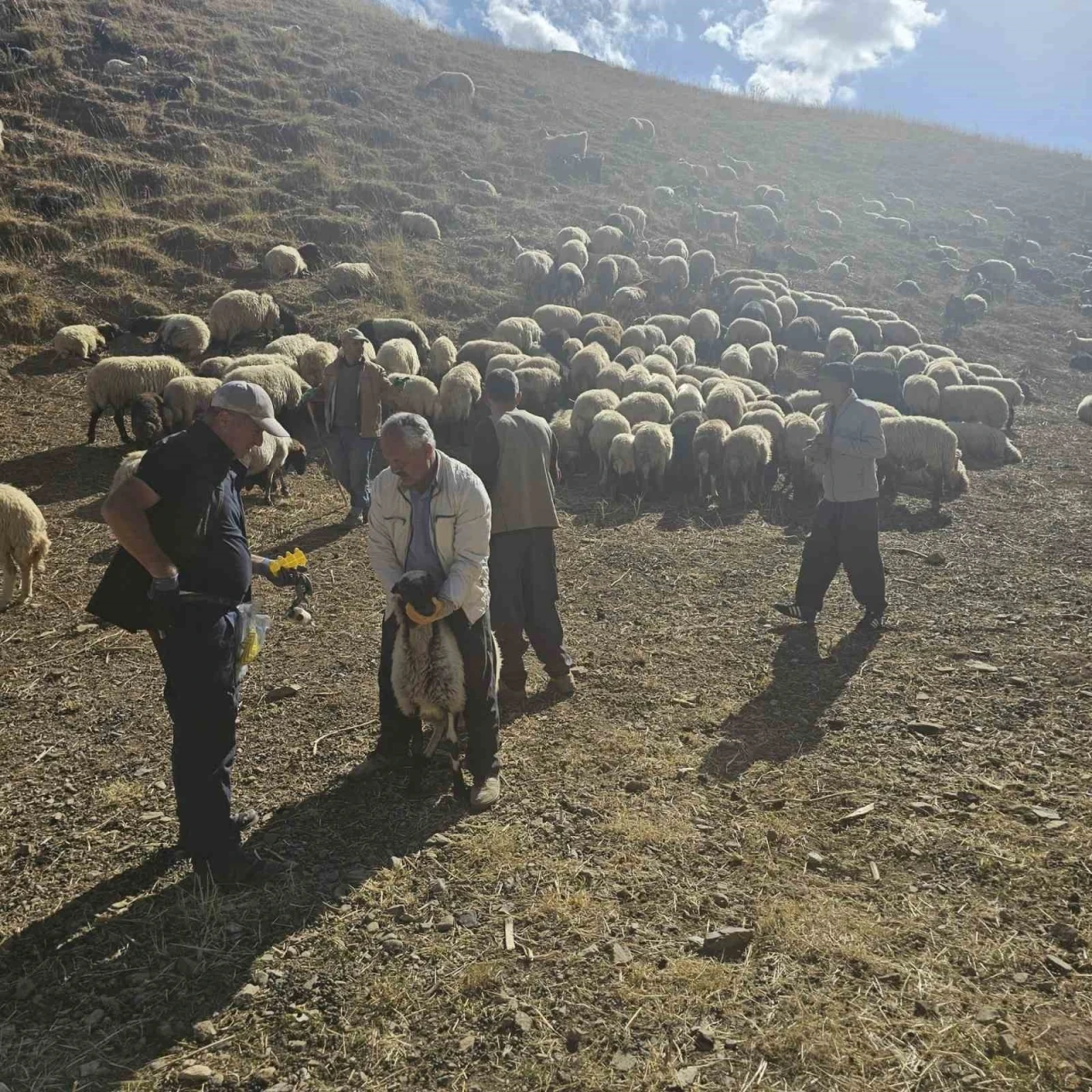 Yüksekova’da küçükbaş hayvanlara aşılama ve küpeleme çalışması
