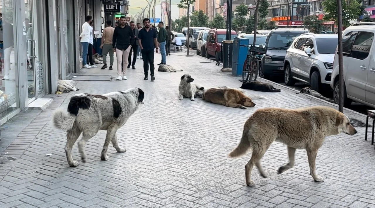 Yüksekovalı vatandaşlar tepkili: &quot;Sokak köpekleri bir an önce toplatılsın&quot;
