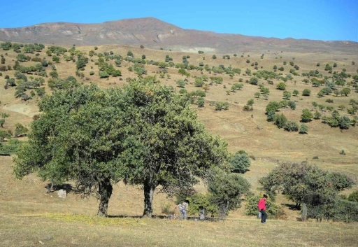 110 bin Ahlat ağacı turizme kazandırılmayı bekliyor
