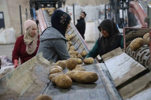 2024 yılında 6 milyon 500 bin ton patates üretimi yapıldı
