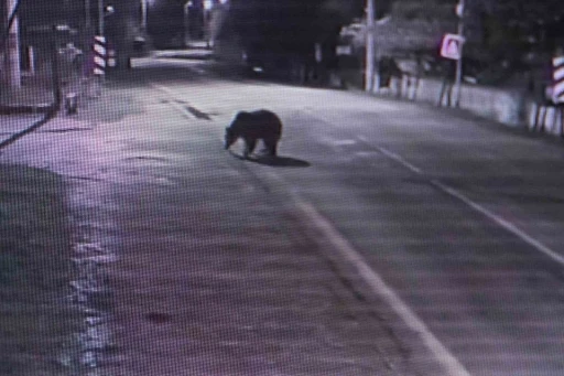 30 saattir firar olan ayı halen aranıyor
