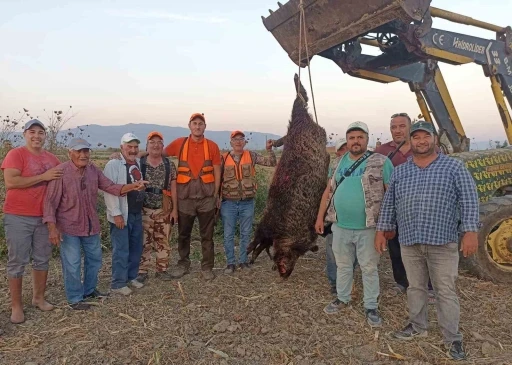 300 kiloluk devasa domuz avladılar
