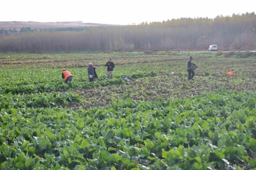 8 bin yıllık Hevsel Bahçeleri’nde sezonun son hasadı
