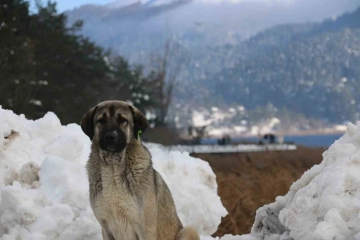 Abant Gölü’nde masalsı kış güzelliği
