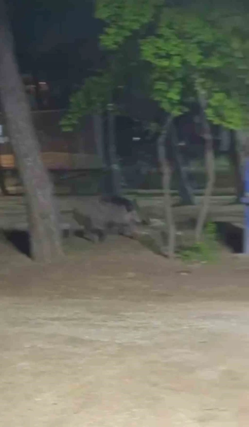 Acıkan yaban domuzu mesire alanına indi
