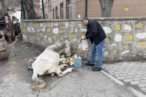 Açlık ve yorgunluktan yere yığılan katır hayata tutundu
