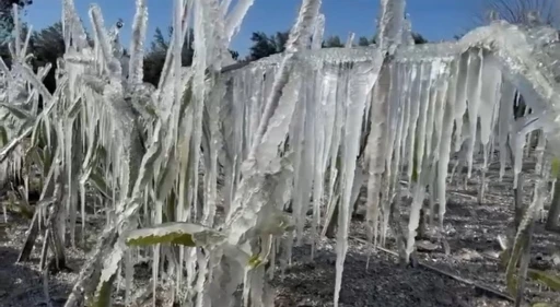 Adana’da ejder meyvesi buz tuttu
