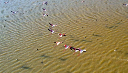 Adana’da flamingolar gökyüzünü renklendirdi
